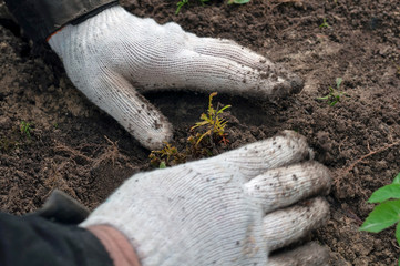 Planting a sprout of a coniferous plant into the ground, hands in working gloves and a seedling close-up