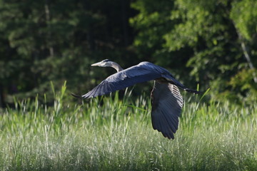 great blue heron in flight