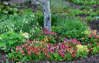 Flowerbed at the trunk of an apple tree with different beautiful bright colors in spring