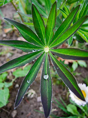Close-up photo of young leaf of Lupine (Lupinus) with raindrops
