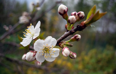 A branch of cherry with white flowers in spring in cloudy weather, photographed close-up