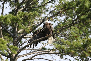 Bald Eagle stretching wing