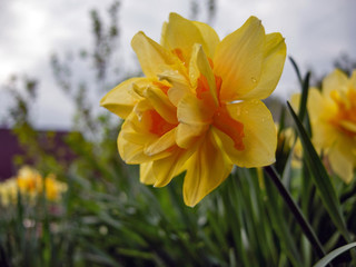 Beautiful large narcissus (Narcissus) with raindrops on petals blooms in spring
