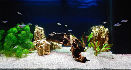Freshwater aquarium with tropical fish, shrimps and water plants. Aqua scape and aqua design.
