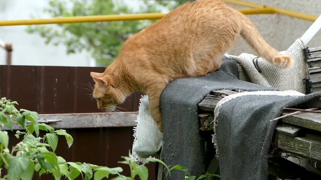 Red cat jumps off the fence down. Slow motion. Full HD 1080p 25fps video.