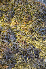Seaweed Closeup at Roundstone; Connemara