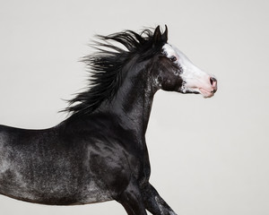 Portrait of a black Arabian horse with a long mane in motion on light grey background isolated
