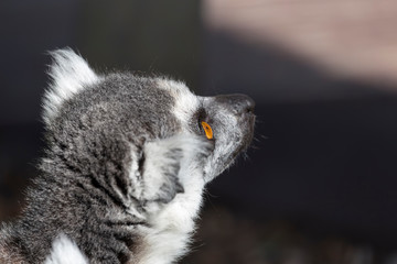 lemur who is closely and intently watching something