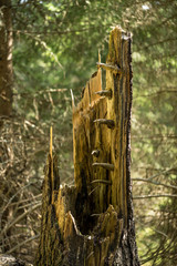 Old tree trunk in a forest. Broken tree where substance is gone. Remains of branches are visible...