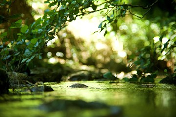 Ruisseau rivière - forêt humide feuillage arbre vert - pierre galet dans l'eau - obrazy, fototapety, plakaty