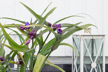Ohio Spiderwort (Tradescantia ohiensis) flower bush in garden 