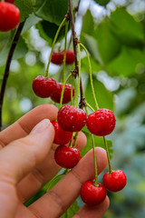 Farmer's hand with bunch of fresh red cherries