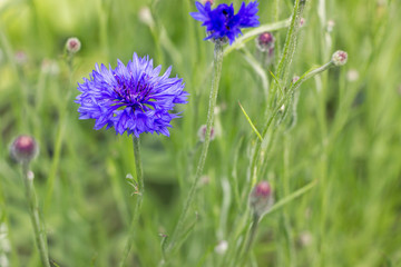 Blue Cornflower (Centaurea cyanus) flower with green grass in garden