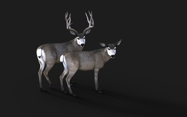 3d Illustration of Mule Deer Wildlife in the American West Isolate on Black Background with Clipping Path