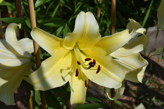 Lys Conca d'or