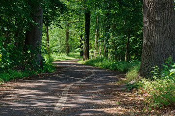 Bicycle lanes on the asphalt road in the nature