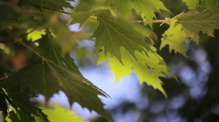 Hojas verdes con luz