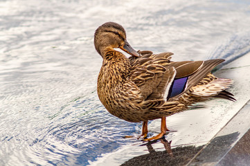 Female mallard duck Anas platyrhynchos is a member of the family Anatidae. It's a waterfowl. Beautiful young duck stand in water of a fountain and cleans the feathers