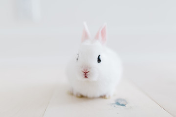 White baby rabbit