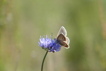 Bergsandglöckchen mit Schmetterling
