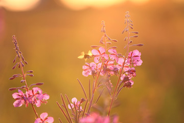 Fototapeta na wymiar Golden sunset and flowers Ivan-tea