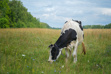 black white cow grazing in a meadow on a leash in the summer and eats green grass