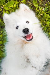Funny Samoyed puppy dog top view on green grass