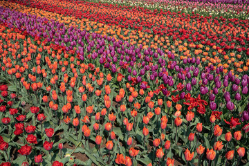 Agriculture, field of tulip flowers