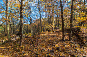 Autumn forest full of fallen leaves and colorful trees