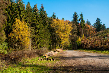 Autumn forest full of fallen leaves and colorful trees