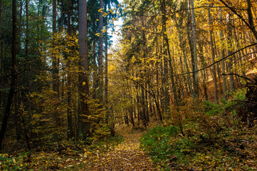 Obraz premium Autumn forest full of fallen leaves and colorful trees