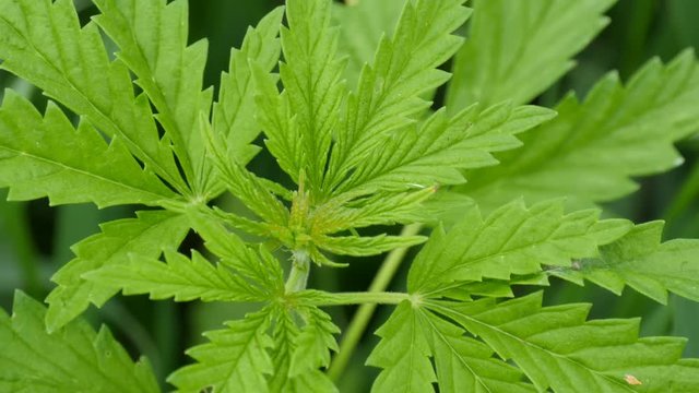 Leaves of young and wild hemp swing from the wind. Sheet of cannabis or marijuana plant in the field