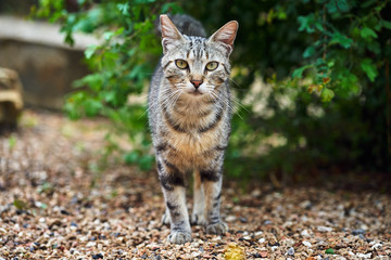 Portrait of a gray, striped European cat.
