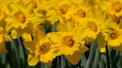 Daffodil, Narcissus pseudonarcissus