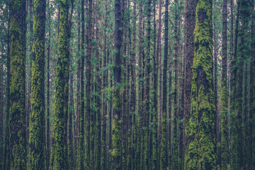 many trees inside forest overgrown with moss