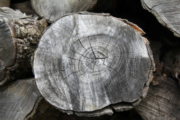 cut of a tree