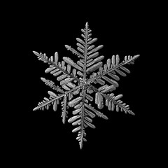 Snowflake isolated on black background. Macro photo of real snow crystal: elegant stellar dendrite...