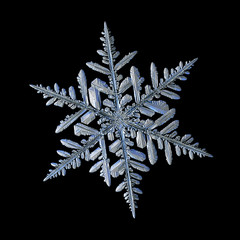 Snowflake isolated on black background. Macro photo of real snow crystal: beautiful stellar...