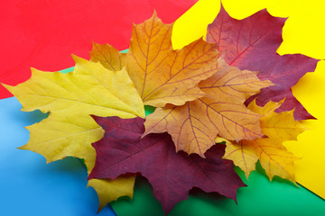 Naklejka na ściany i meble Autumn leaves on the colored background