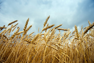 spikelets of wheat against the sky as a harvest