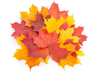 Naklejka na ściany i meble Colored Autumn leaves on the table
