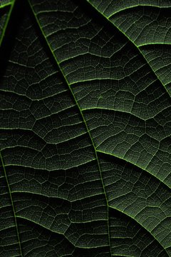 Macro close-up of a dark green leaf