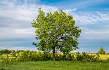 Fototapeta na wymiar Lonely tree in the field. Growth of business 