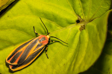 Painted Lichen Moth (Hypoprepia fucosa)