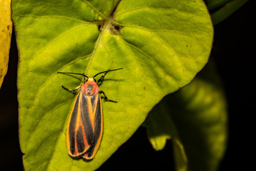 Painted Lichen Moth (Hypoprepia fucosa)
