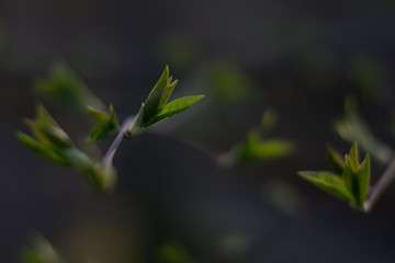 green leaves of tree in spring