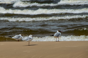 seagulls on the beach