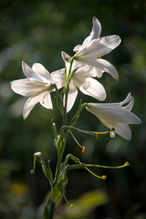 White, delicate flower with a pungent odor.Lily, close-up.White lily in full juice.The bright rays of the sun illuminate the gentle, charming God's creation.A gentle, elegant image.