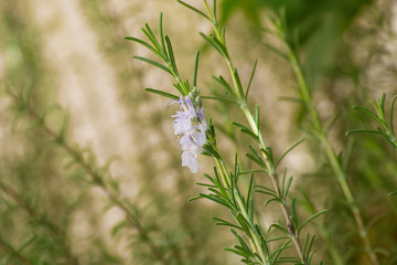 rosemary blooming flower and branch