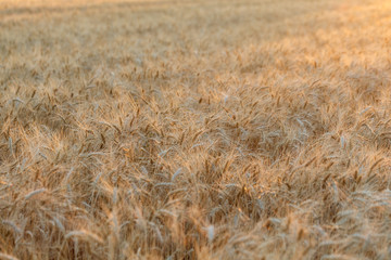 The spica of golden wheat close up. Wheat field. Beautiful nature Sunset Landscape. Rural landscapes under shining sunlight.